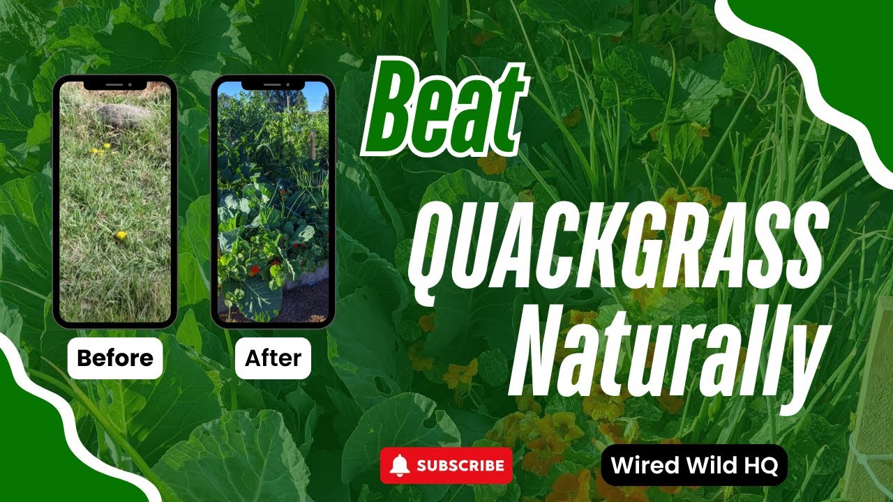 Control Quackgrass Without Chemicals | Real Regenerative Farming Tactics