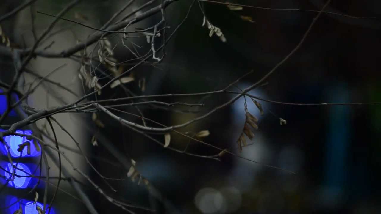 A Midsummer night's dream by JDMC