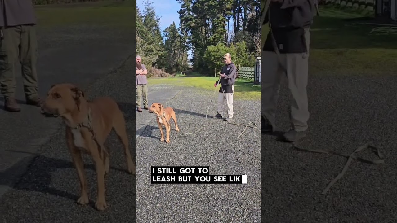 Building leash manners with an excited rescue dog