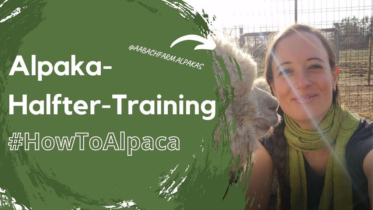 HowToAlpaca - Halfter-Training starten