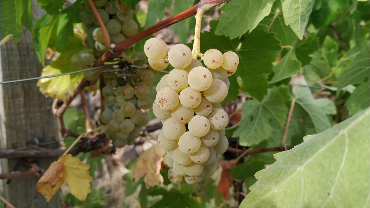 Johanniter - interesting ecological Wine (Vitis vinifera)