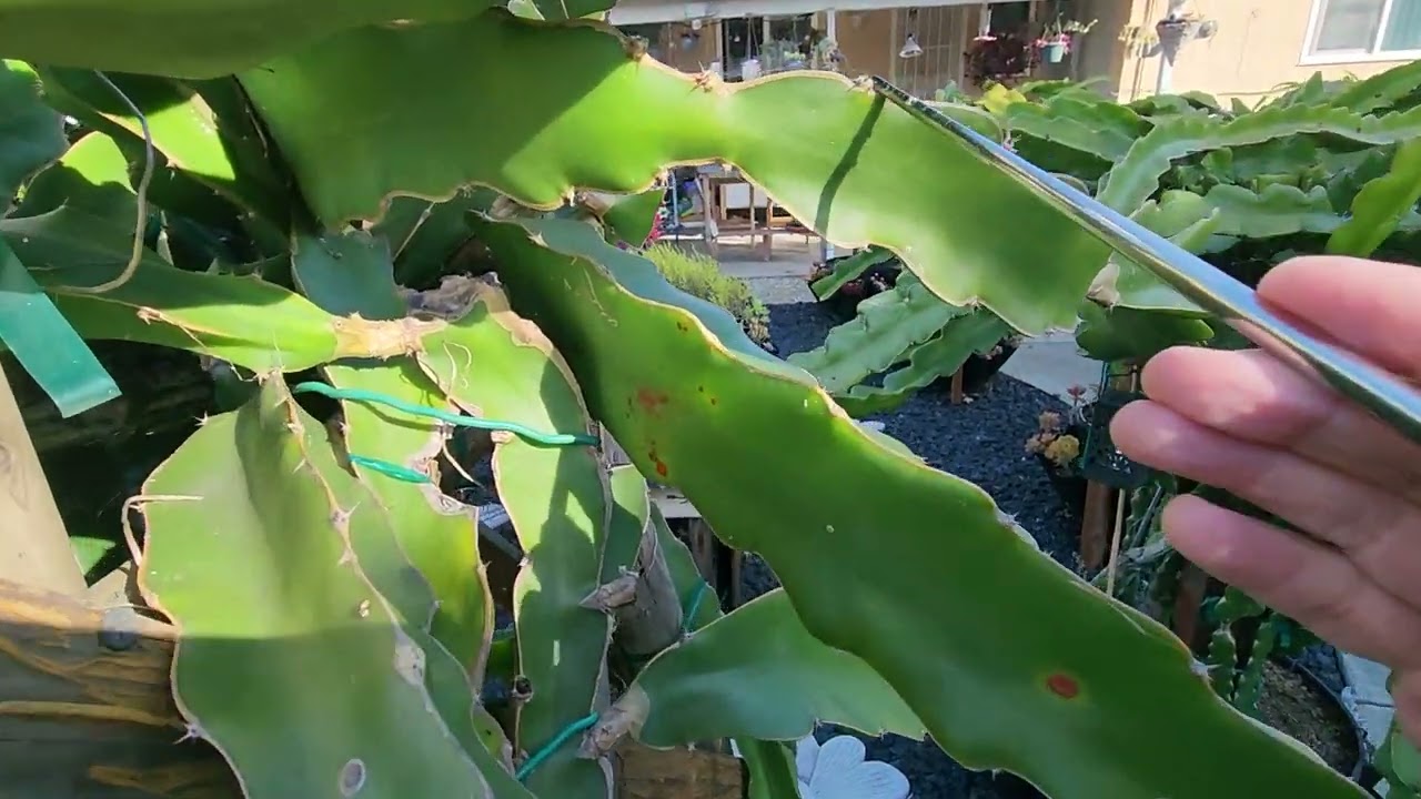 Dragon Fruit Gardening is Fun