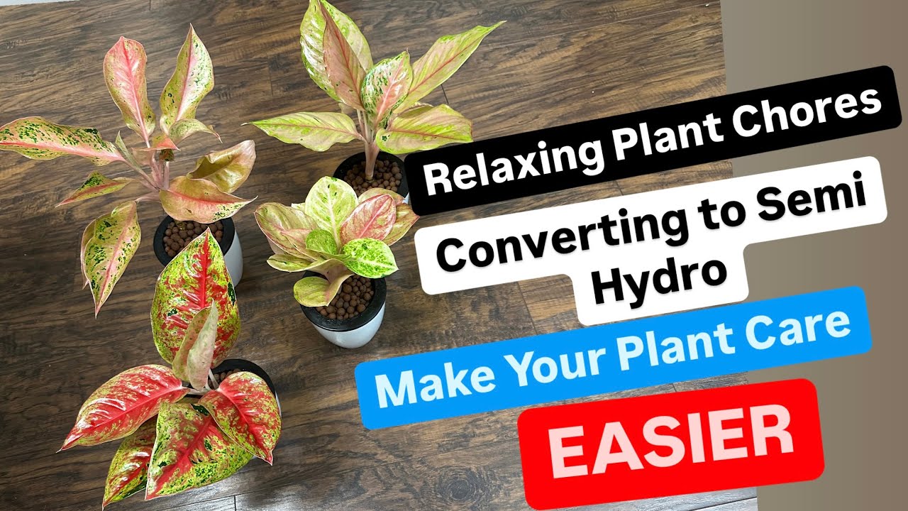 Relaxing Plant Care Converting Plants to Semi Hydroponics Leca Make Plant Care Easier Step by Step