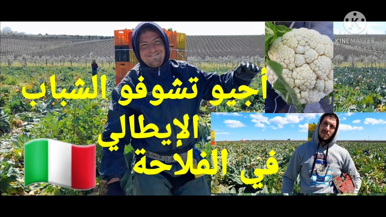 نمودج من حقول الشيفلور بإيطاليا 🇮🇹