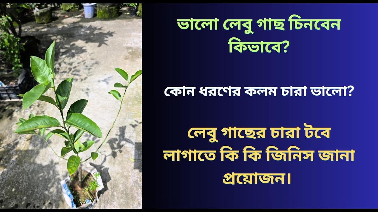 লেবু গাছের চারা লাগানোর সঠিক পদ্ধতি | ভালো লেবু গাছ চিনব কিভাবে