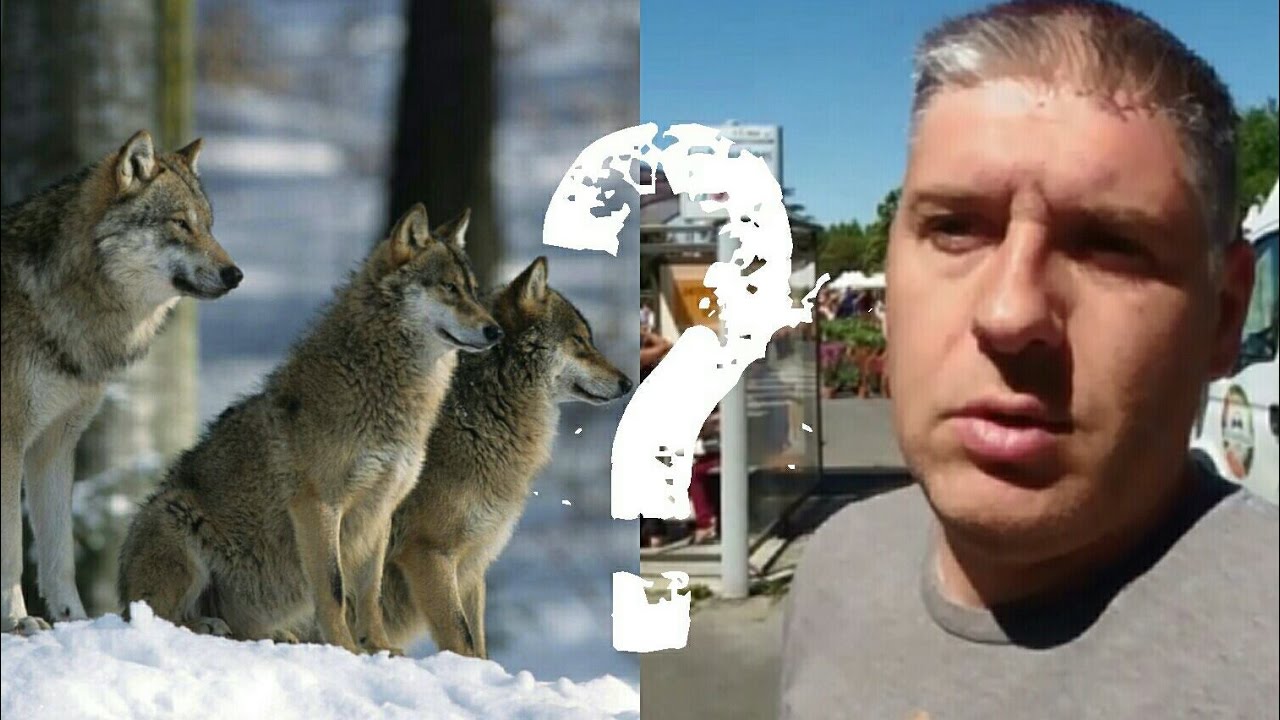 Pour ou contre l'abatage des loups en France (avis r&eacute;colt&eacute;s durant une transhumanse)
