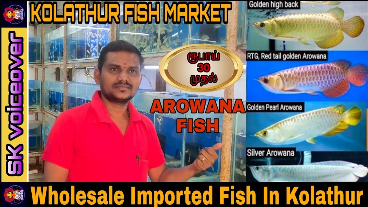 ரூபாய் 30 முதல் Imported fish | Wholesale Price | Delivery available | aqua Farm Visit | explore