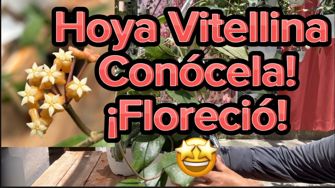 Vitellina , una hoya de colección! 🧐Floreció ! Vamos a verla!🧐🤩