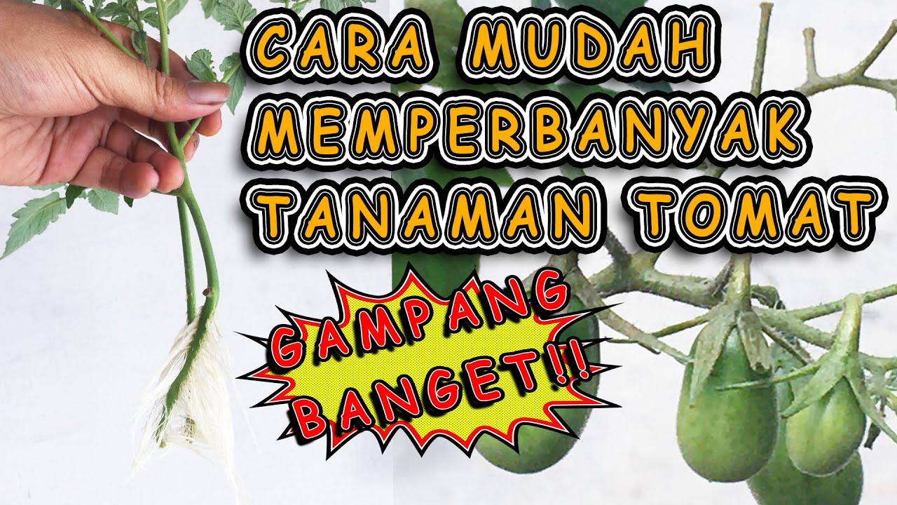 CARA MUDAH MEMPERBANYAK TANAMAN TOMAT