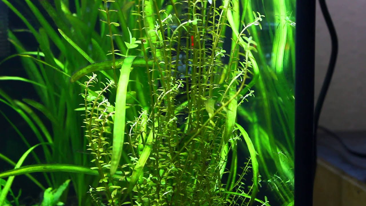 128.Rotala Rotundifolia Green - Odkażona ziemia (czI.)