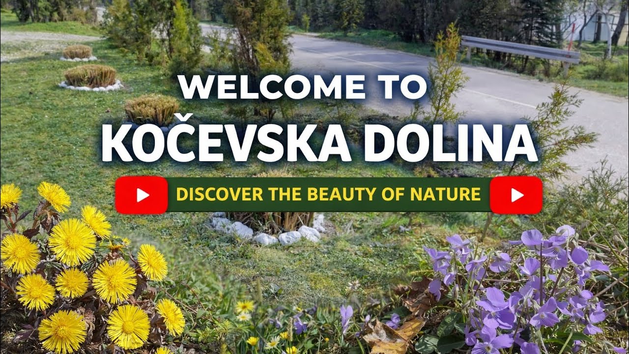 Prvi cvjetovi proljeća 🌼 Priroda se budi u Kočevskoj dolini 🌼