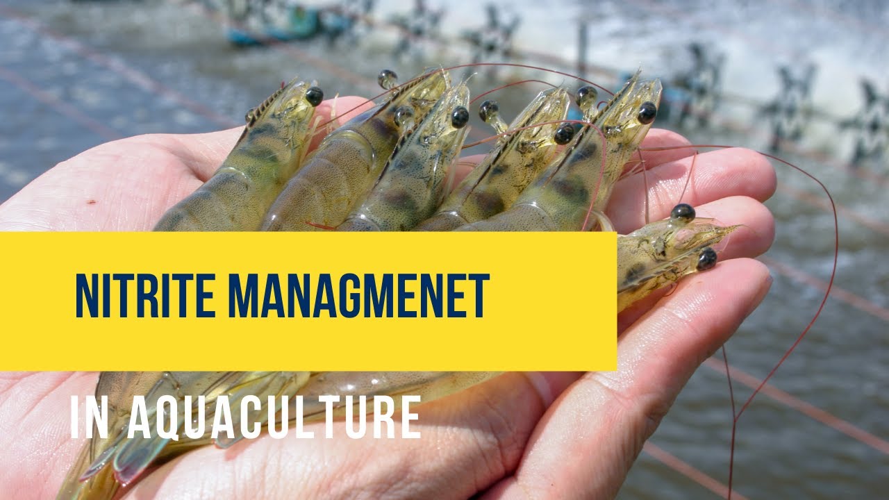 How To Control Nitrite In Aquaculture (English)