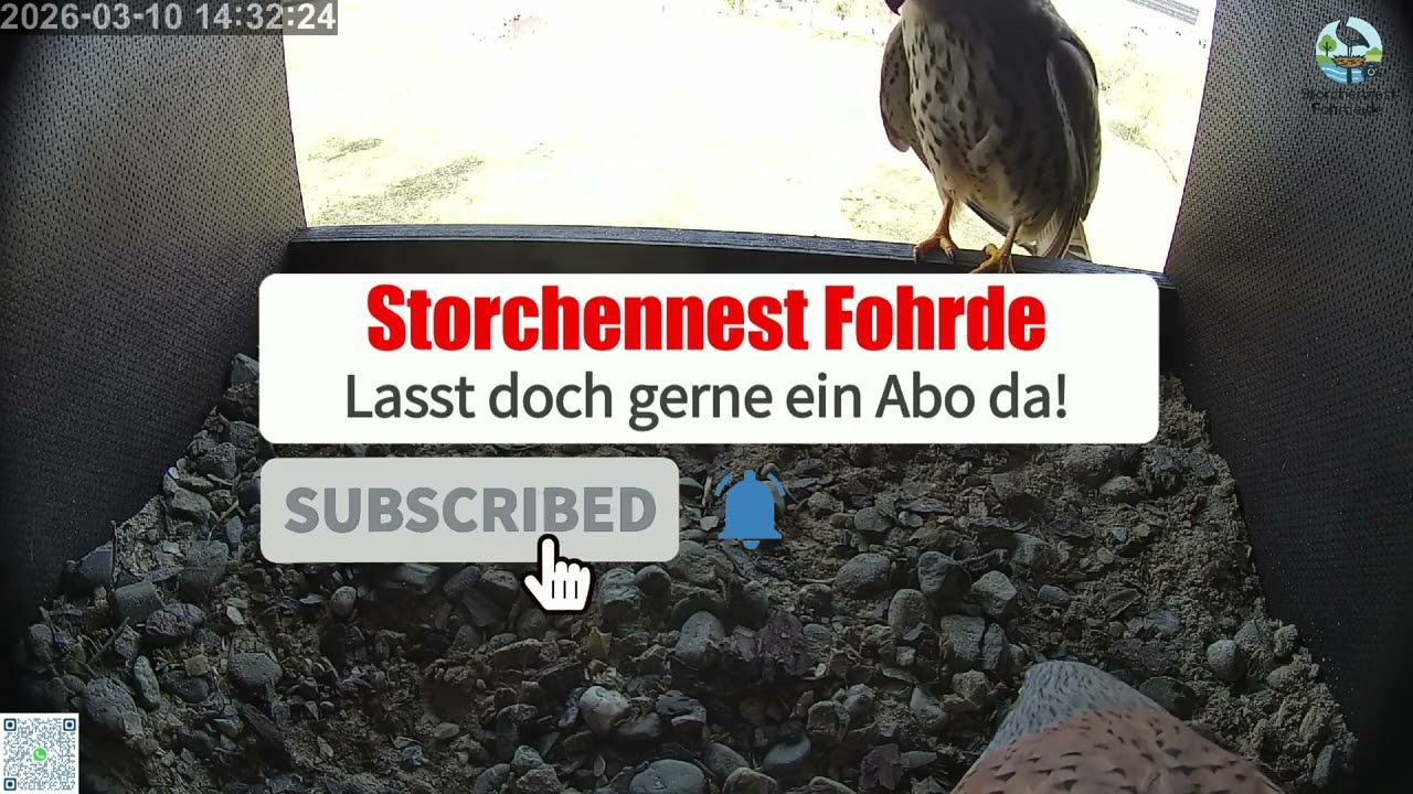 Viel los in den Turmfalkenkästen - Turmfalken Fohrde - 10.03.2026
