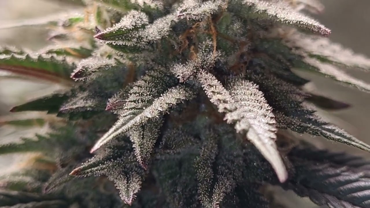 mint chocolate og week 6 flower, exodus cheese week 2,