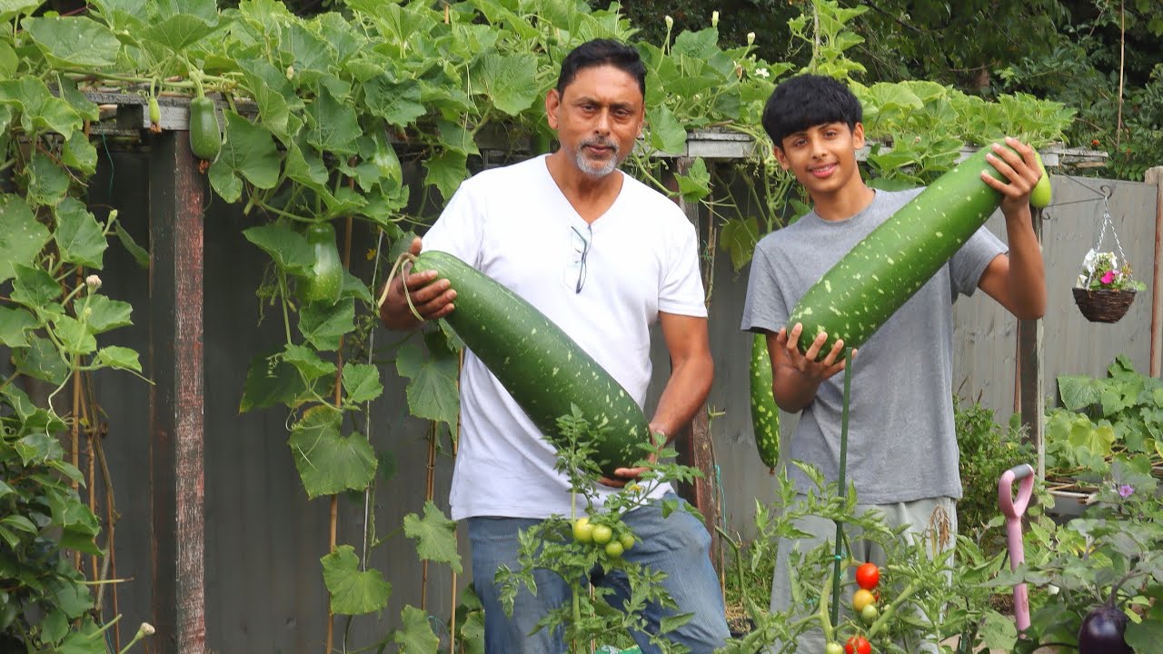 HOW TO PRESERVE & STORE BOTTLE GOURDS, HARVESTING VEGETABLE GARDEN