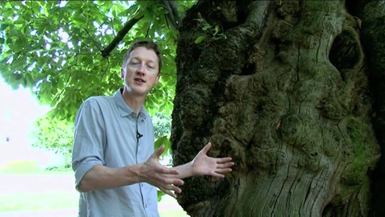 Chestnut Tree