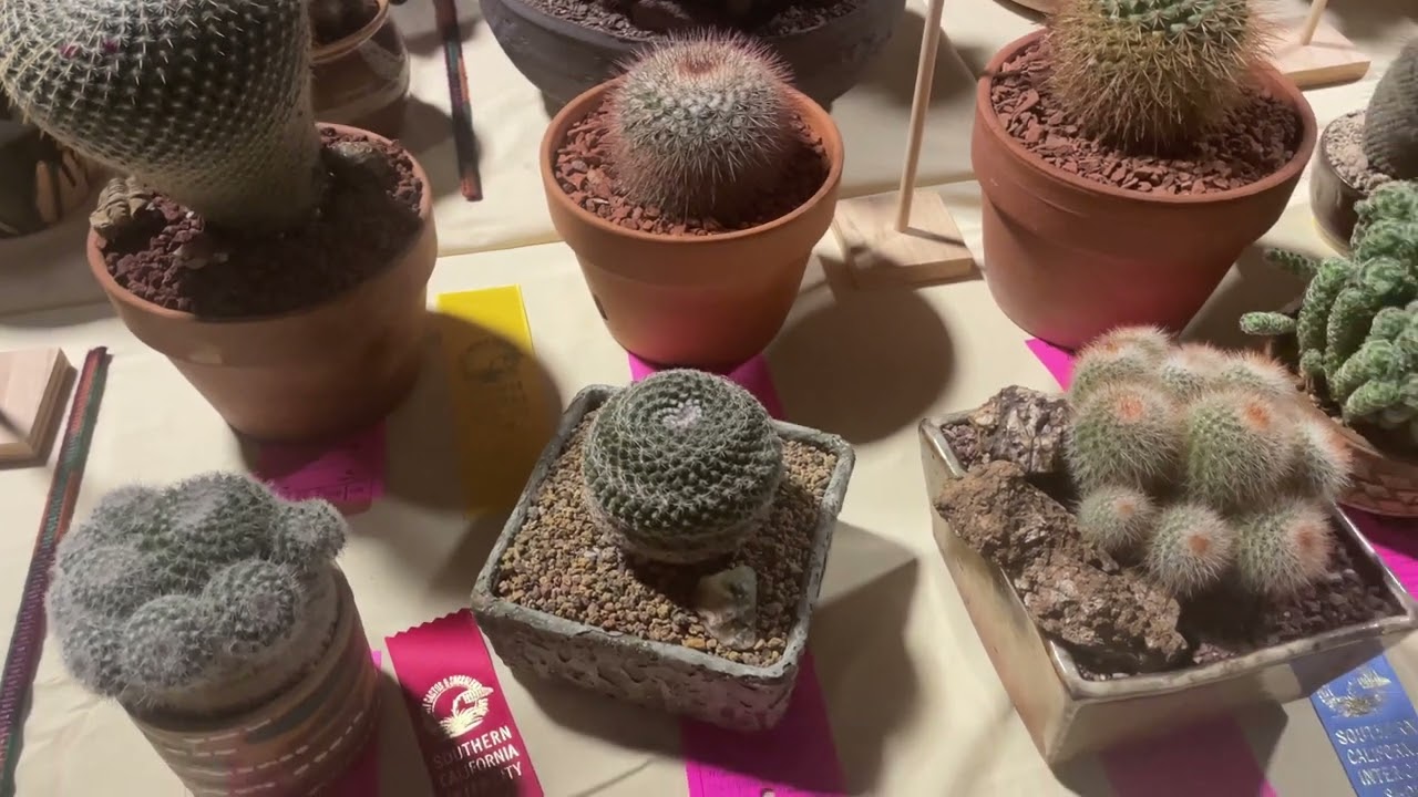LA Cactus Show 2022 ( Lobivia, Copiapoa, Geohintonia and more)
