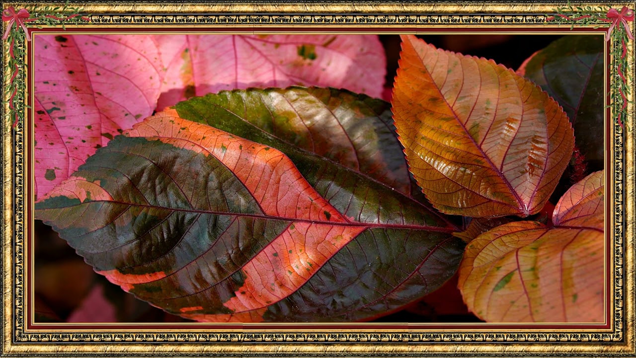 Nature Inspired TV Wall | Leaf Wallpaper Frame