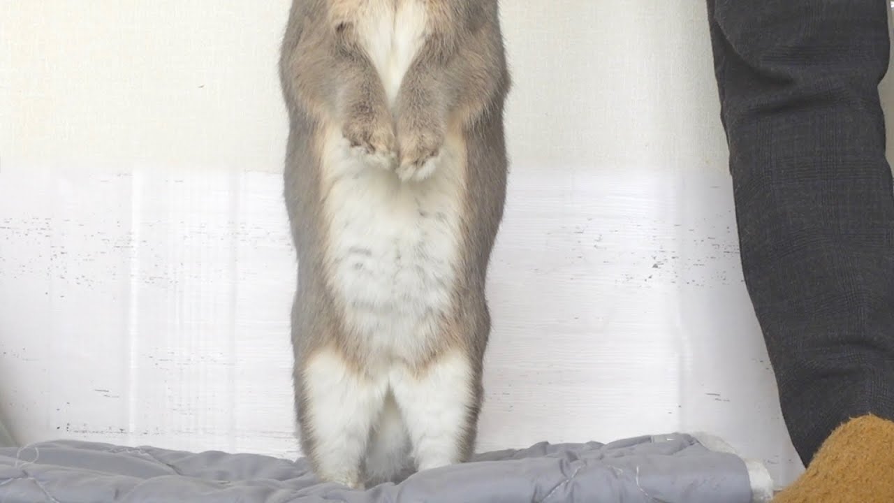 背伸びしてまで欲しい！高級牧草に大興奮のうさぎさん🐰【667】