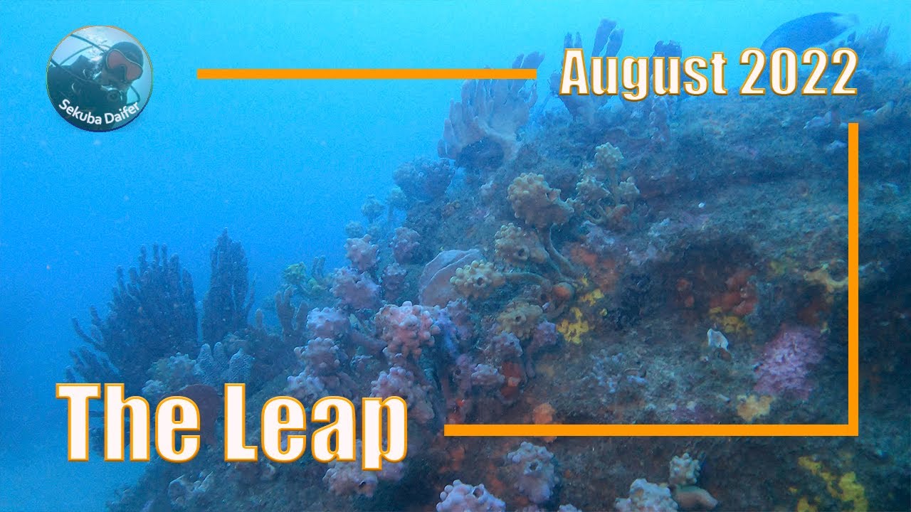 Blissful Dive at The Leap in Kurnell | Aug 2022