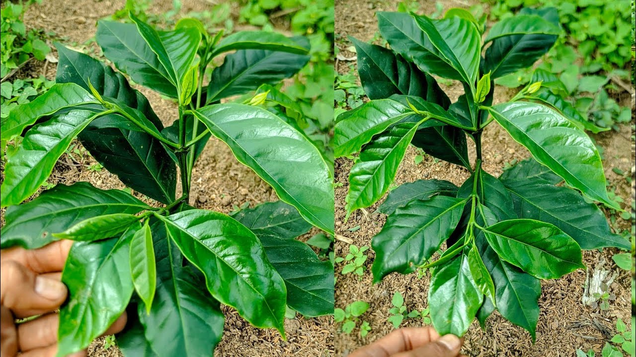 KOPI ARABIKA SETELAH MELAKUKAN PEMUPUKAN ( UREA & PONSKA)