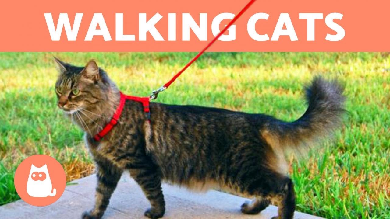 How to WALK a CAT on a LEASH 🐈🚶&zwj;♂️ (5 Tips)