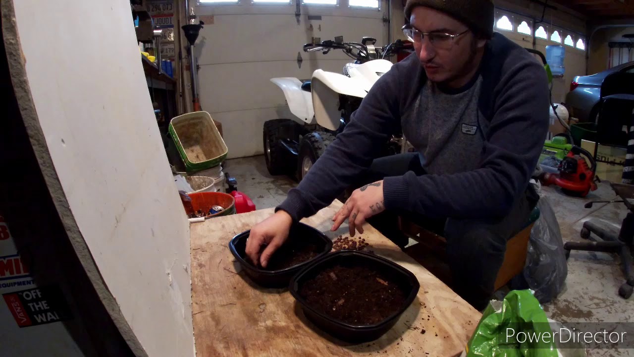 Planting Honey Locust seeds for next spring!!