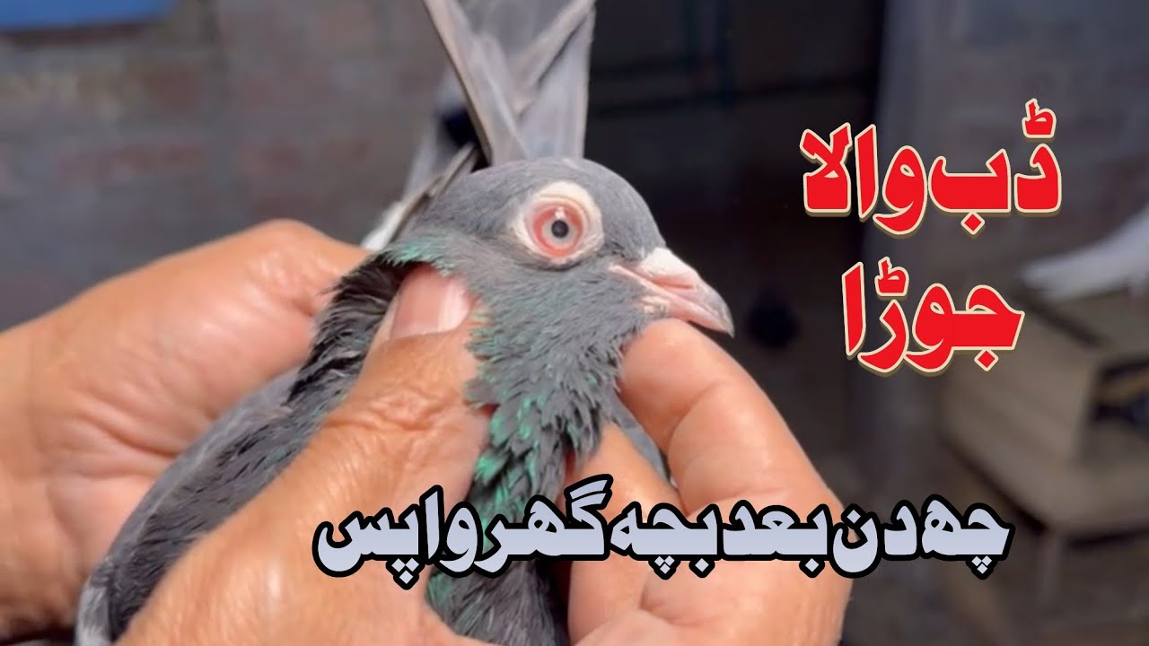 ڈب والا جوڑا Mohsin Naqvi +923216126212
