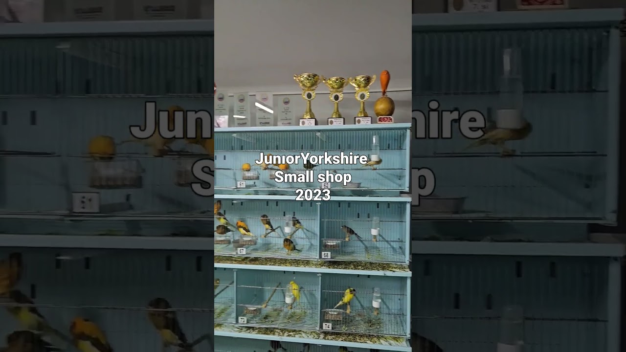 Junior yorkshire small shop #england #indonesia #keşfet #turkey #turkey #birdshow #brasil #canary