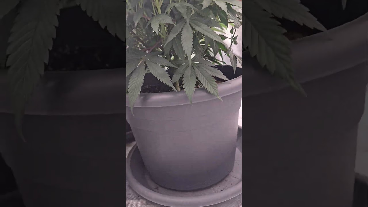 Super Lemon Haze by Greenhouse Seeds ,The End of Vegi
