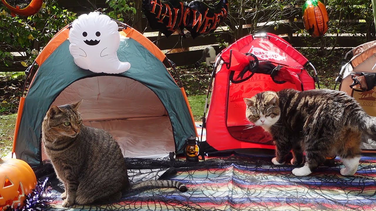 ハロウィンキャンプとねこ。-Halloween Camp and Cats.-