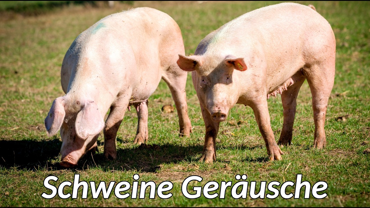 Schweine geräusche 🐷 die Geräusche, die ein Schwein macht