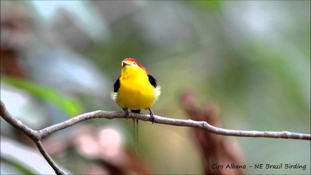 Wire-tailed Manakin - Rabo-de-arame - Pipra filicauda