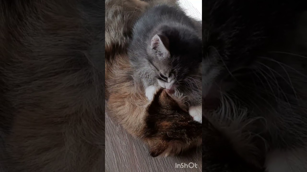 Приколы 2021| Смешные котики
