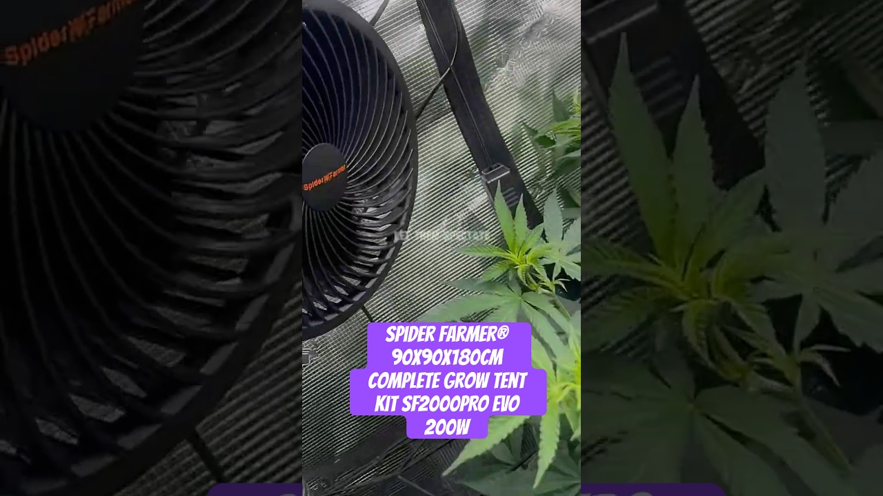 Spider Farmer&reg; 90X90X180cm Complete Grow Tent Kit SF2000PRO EVO 200W  #crazybud #420 #growled