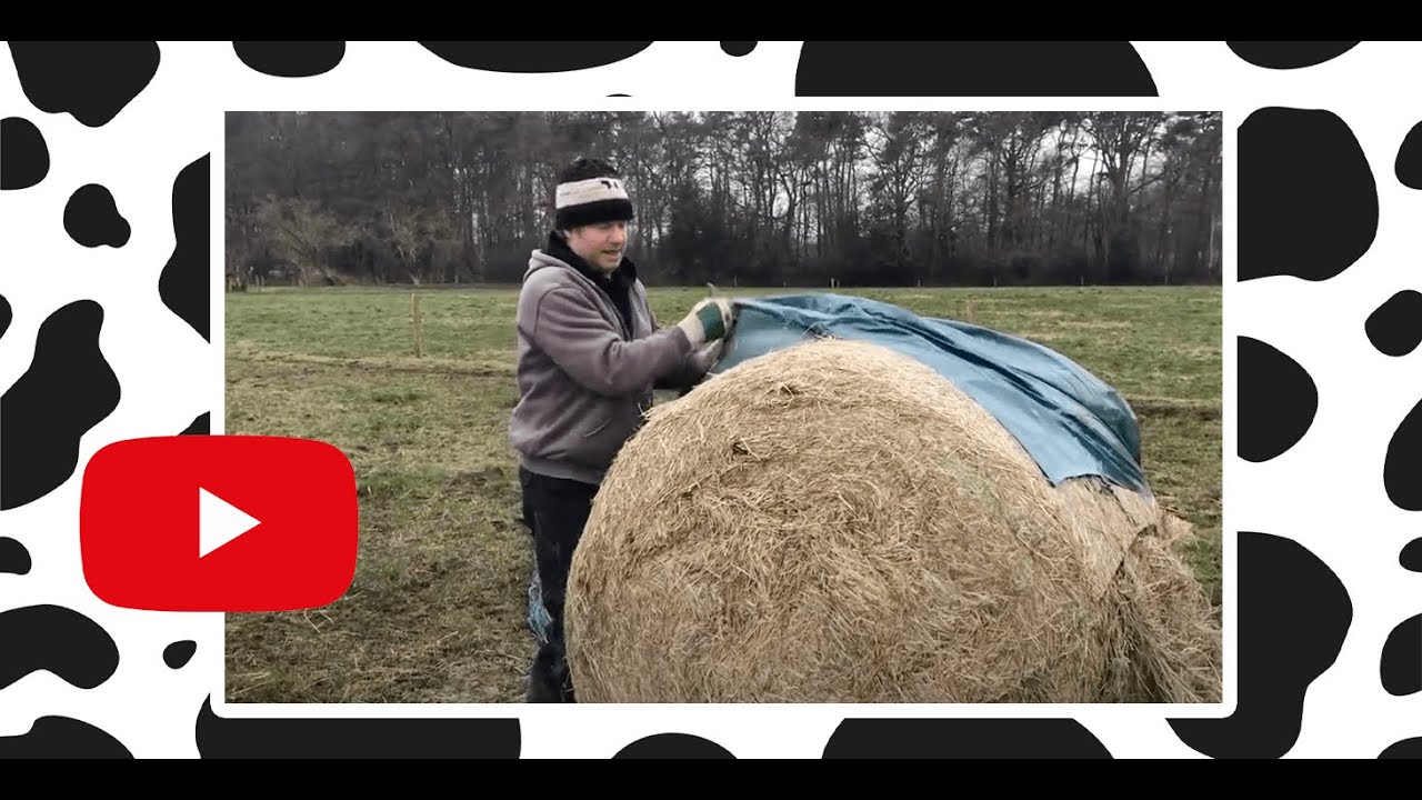 350 kilo zware hooibaal uitrollen! | Koeien van Jelle 4/18