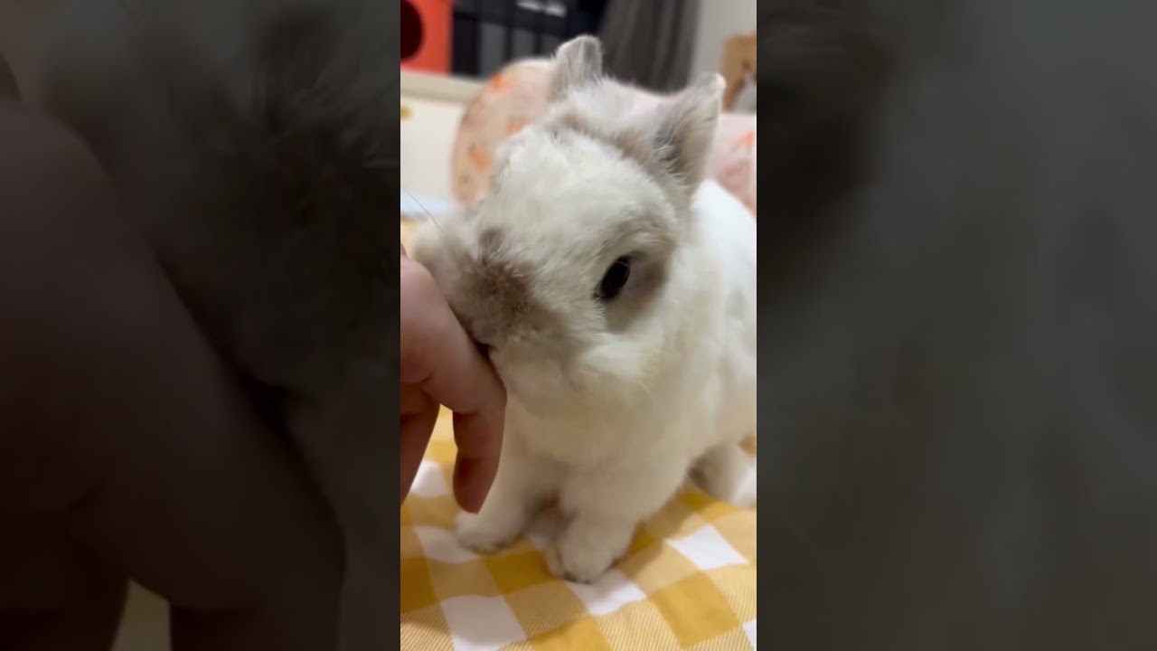 Little Cute Rabbits #amazing #bunny #rabbit #cute #pets #animals #shorts