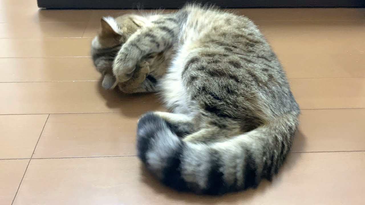 初めての発情期に戸惑いが隠せない子猫…。