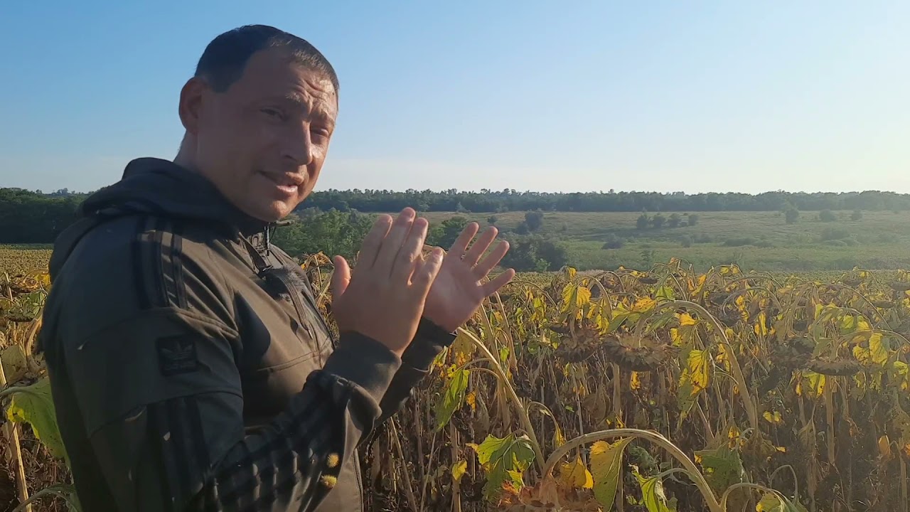 Гибрид подсолнечника ЛГ 59580 по технологии No-Till. Состояние на поле к 11 вересня 2021 р.