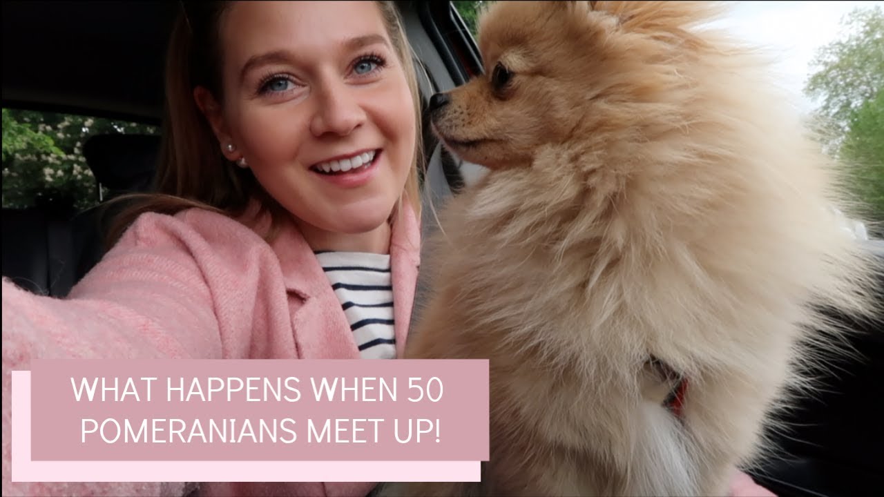 What happens when 50 Pomeranians meet! | Katie KALANCHOE