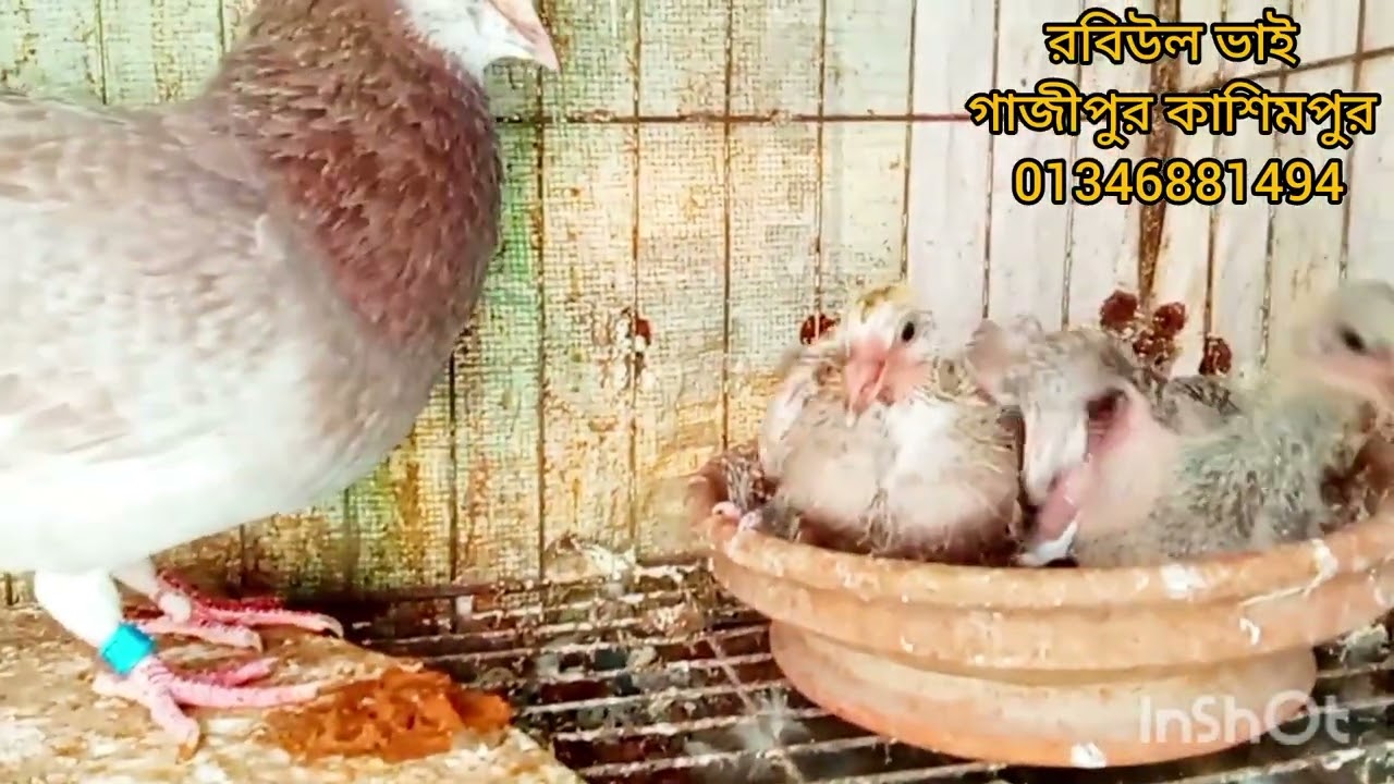 এবারের শীতে ধামাকা রেসার কবুতর বাচ্চা সহ এবং শীতের জন্য উড়াতে বাচ্চা কিনুন খুবই কম দামে রেসারের 