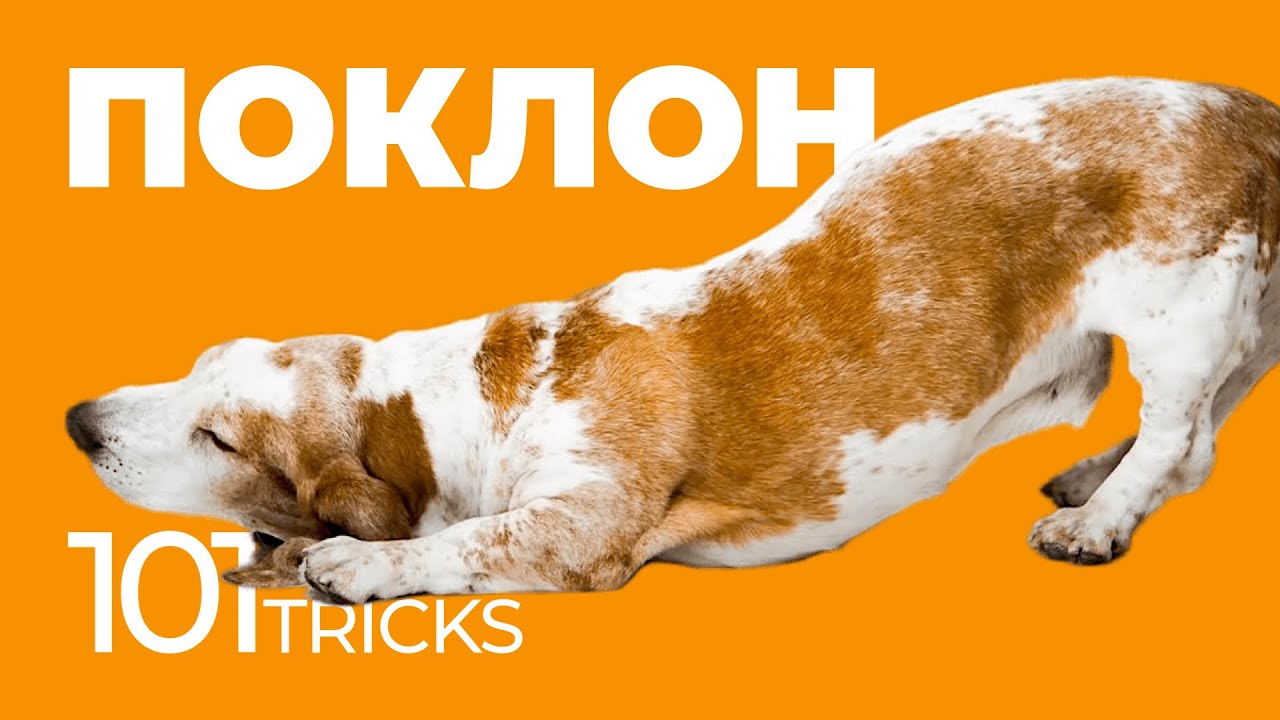 Команда Поклон 🐩 Как научить собаку кланяться по команде