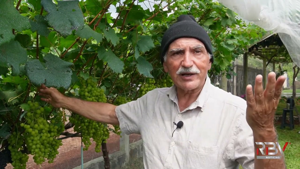 Coleção mantém 45 variedades de uva no quintal de casa