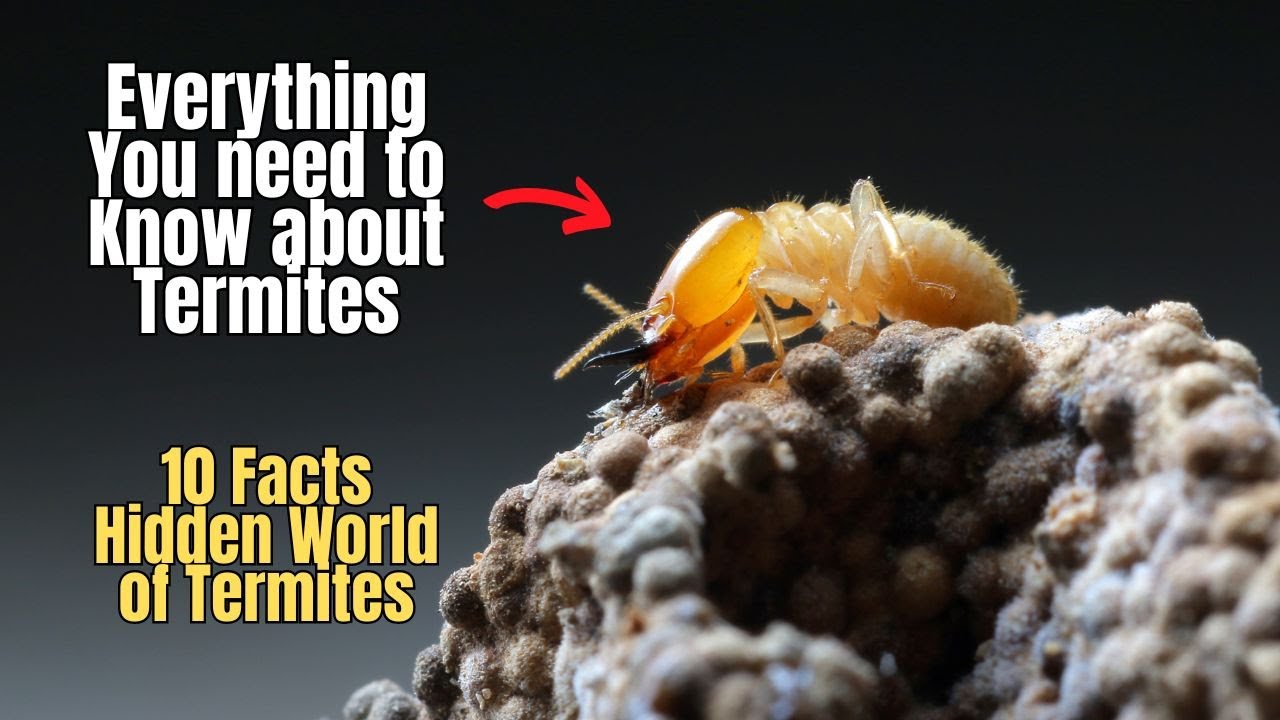 🕵️&zwj;♂️💥10 Facts about Termites 🐜 Everything You need to know about Termites 👈💯