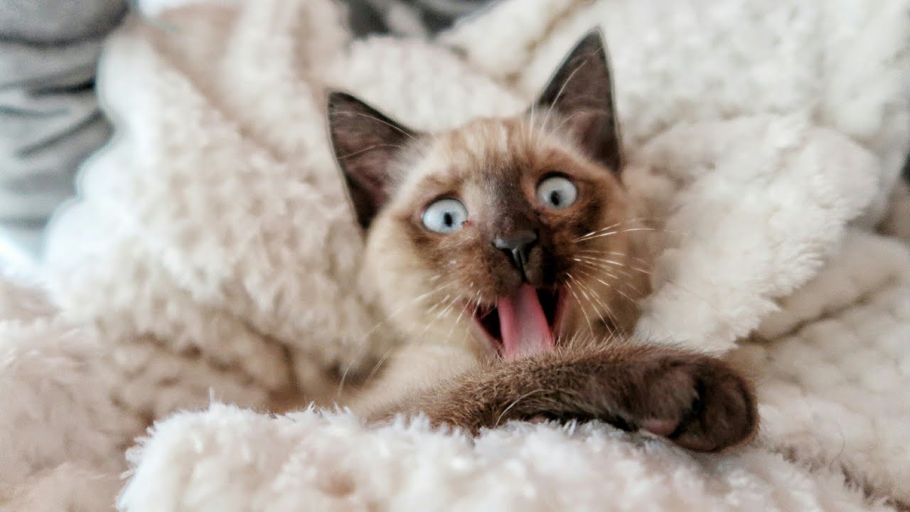 Haul Spécial chaton
