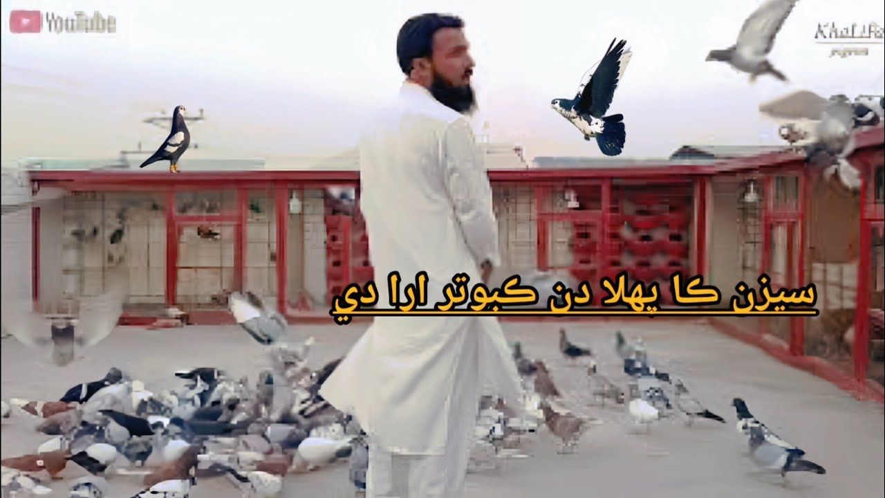 💥 1st day | kabotar orra deye ! #pigeon 