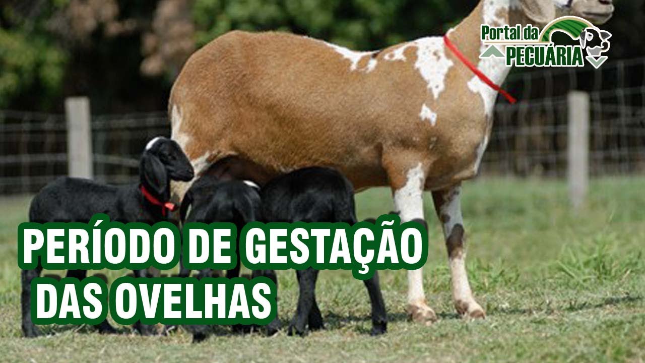 Período de gestação das ovelhas - criação de ovinos e caprinos
