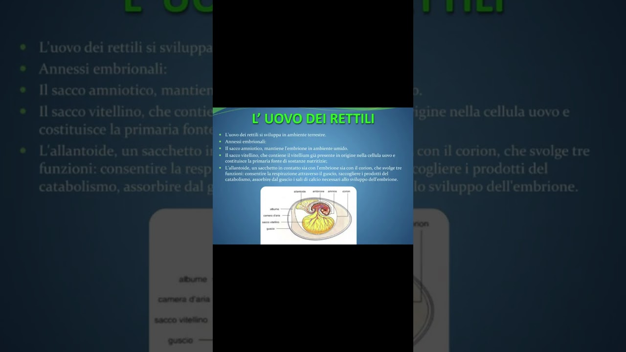 Era paleozoica: L'origine dei rettili