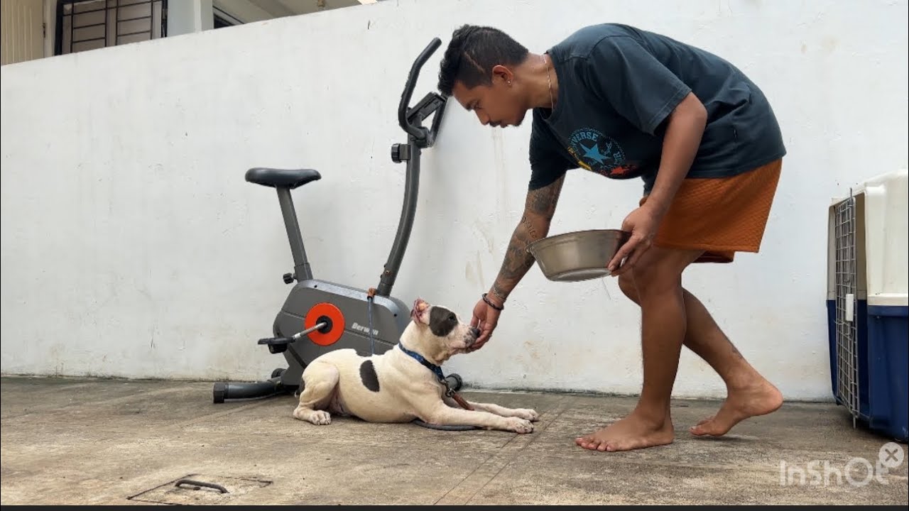 PEMILIK ANJING WAJIB NONTON İNİ ‼️ TIPS MELATIH ANJING JADI PINTAR