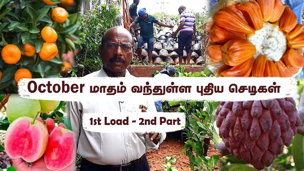 Oct 1st Load PART 2: 🥭 Yellow Dragon, Golden Custard Apple, Bush Orange & Hybrid Plants வந்துடுச்சு✨